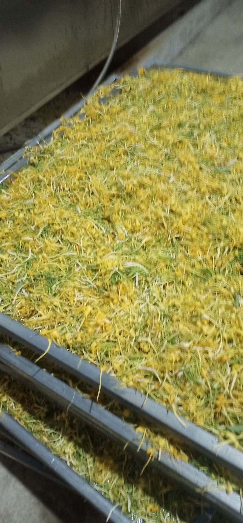 贵州遵义高山金银花