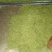 贵州遵义高山金银花
