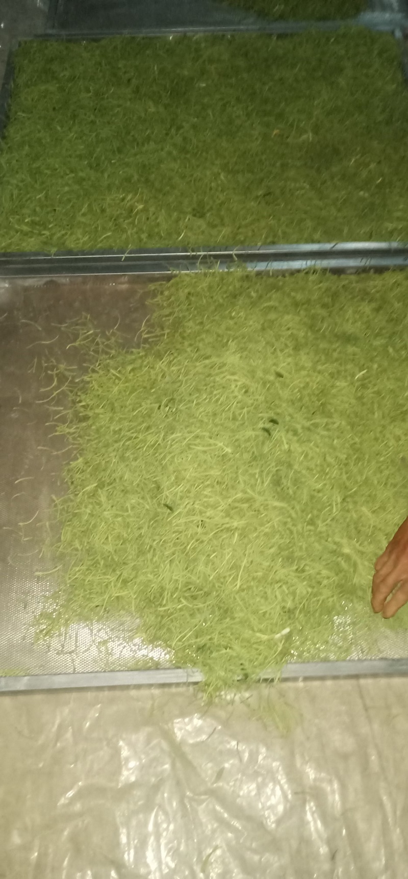 贵州遵义高山金银花