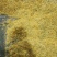 贵州遵义高山金银花