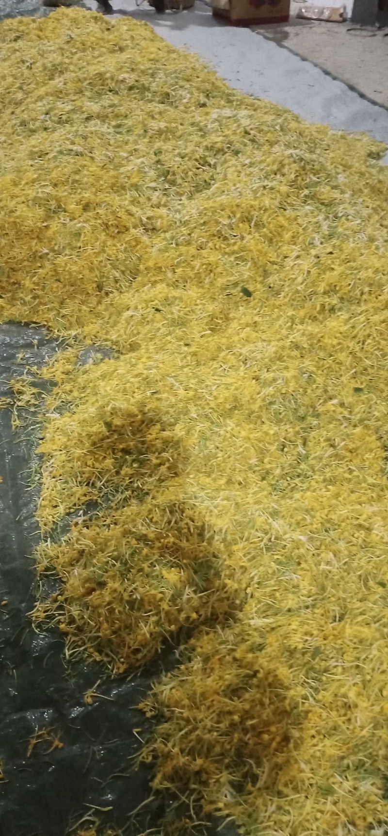 贵州遵义高山金银花