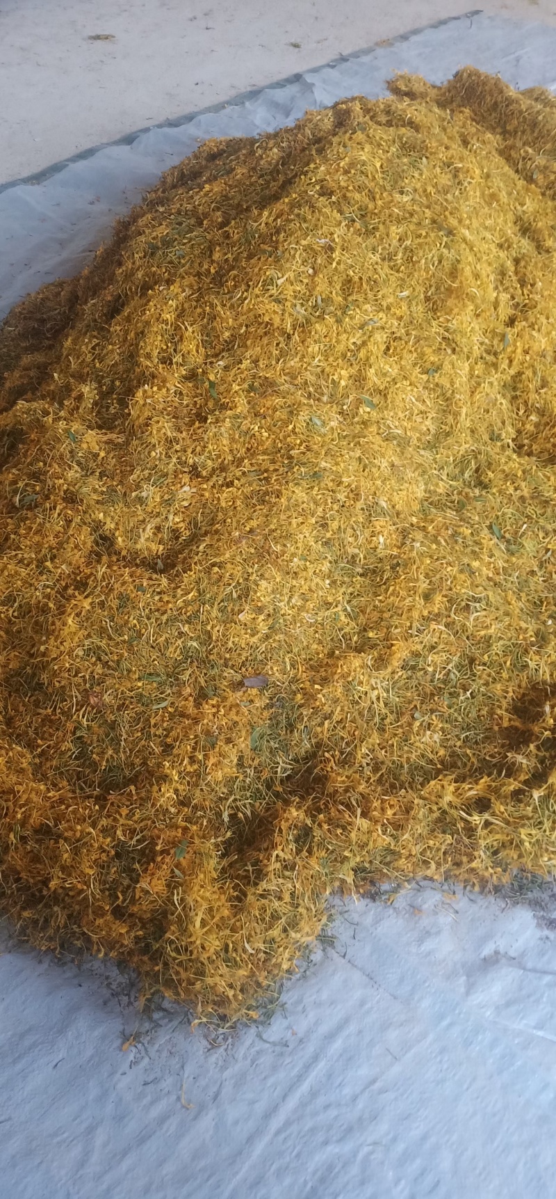 贵州遵义高山金银花