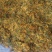 贵州遵义高山金银花