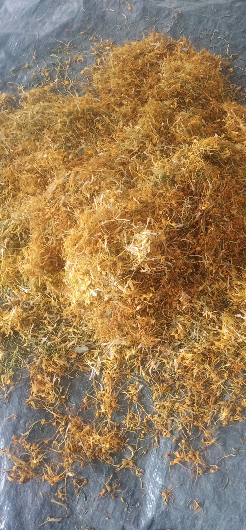贵州遵义高山金银花