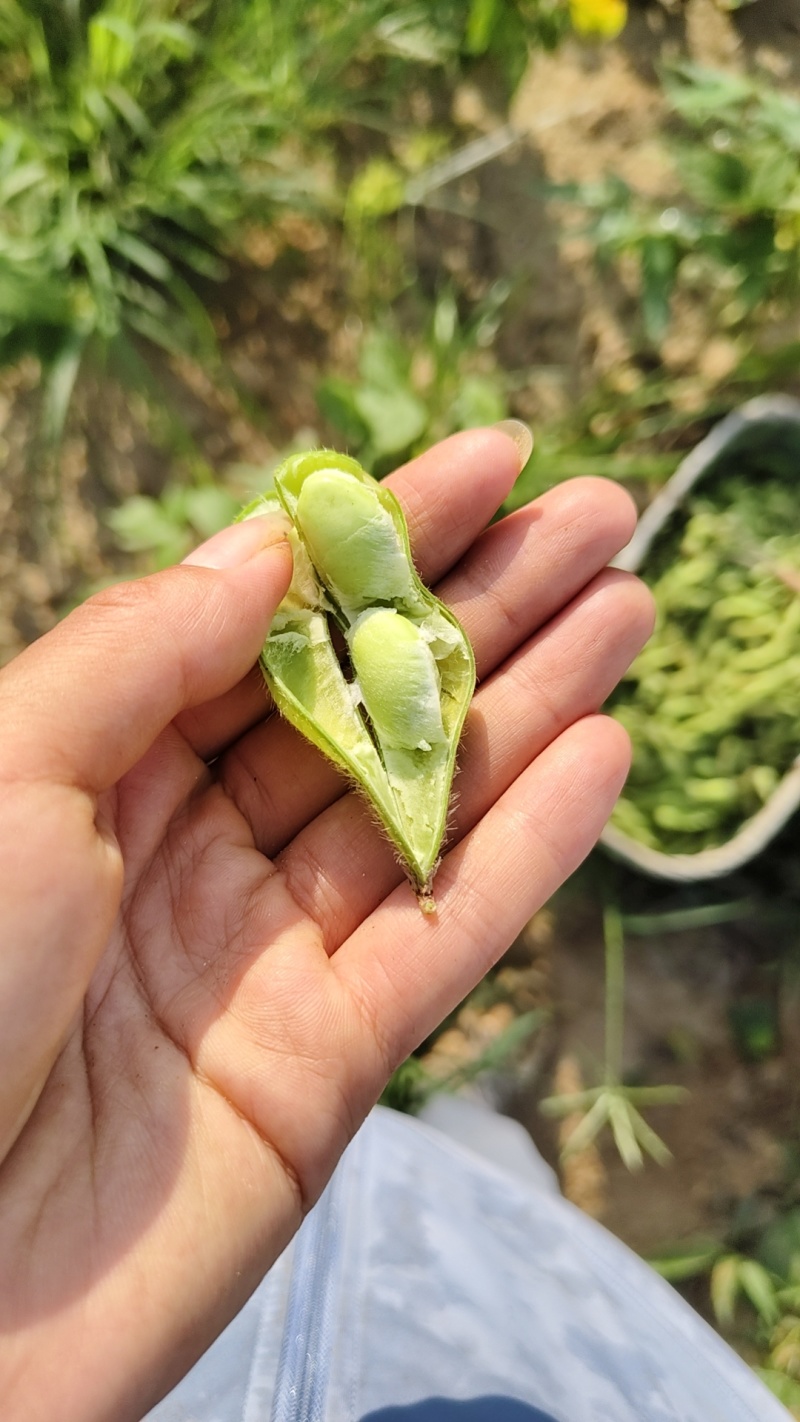 现货毛豆