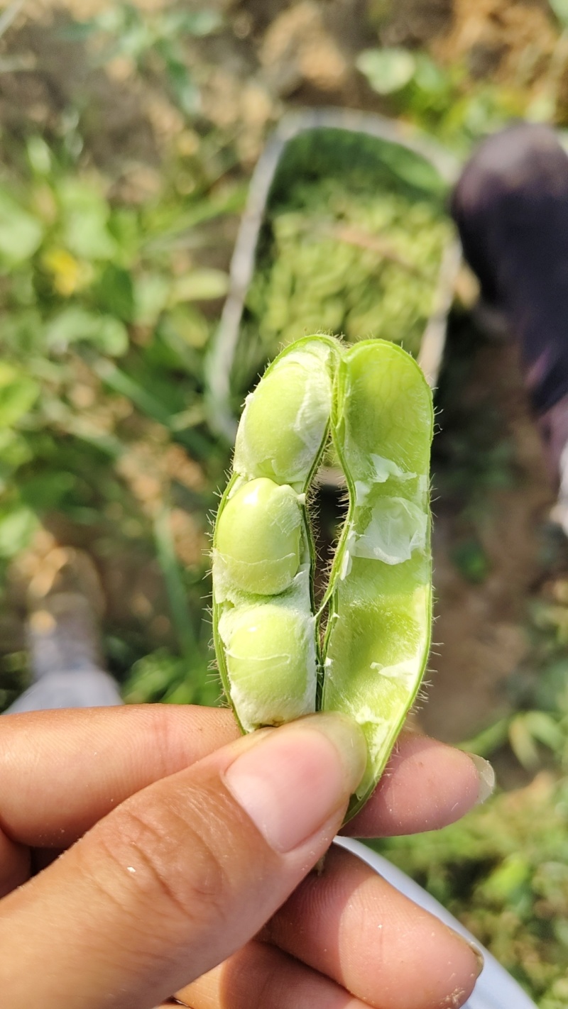 现货毛豆