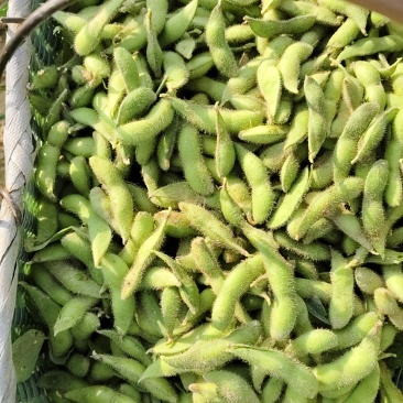 现货毛豆