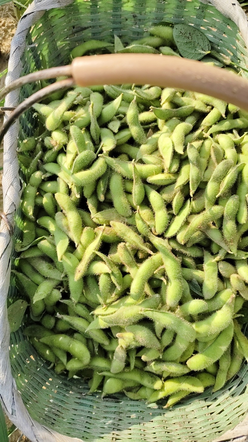 现货毛豆