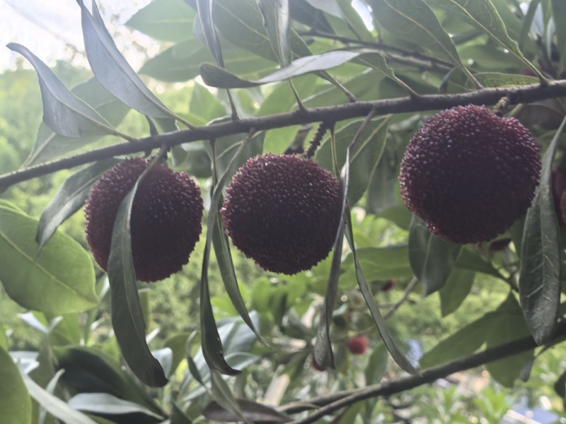 东魁杨梅