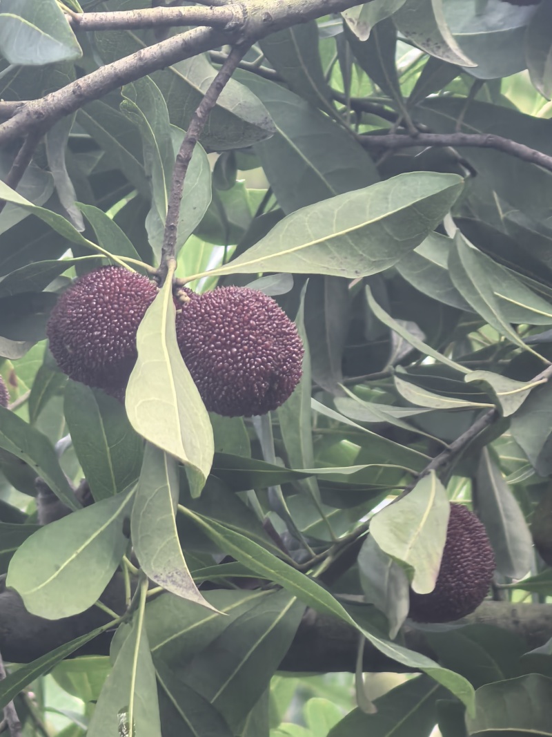 东魁杨梅
