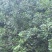 东魁杨梅