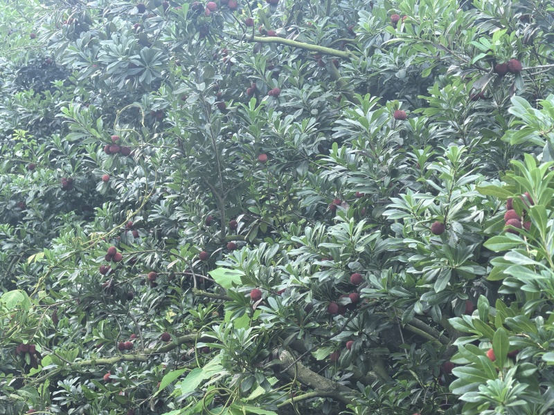 东魁杨梅