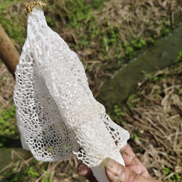 井冈山竹荪
