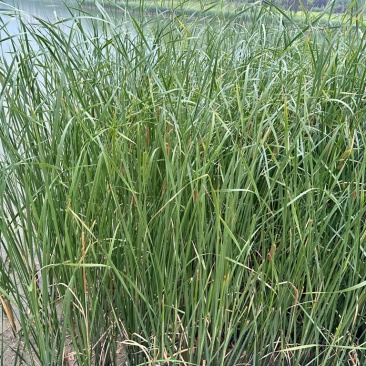 蒲棒新鲜现采