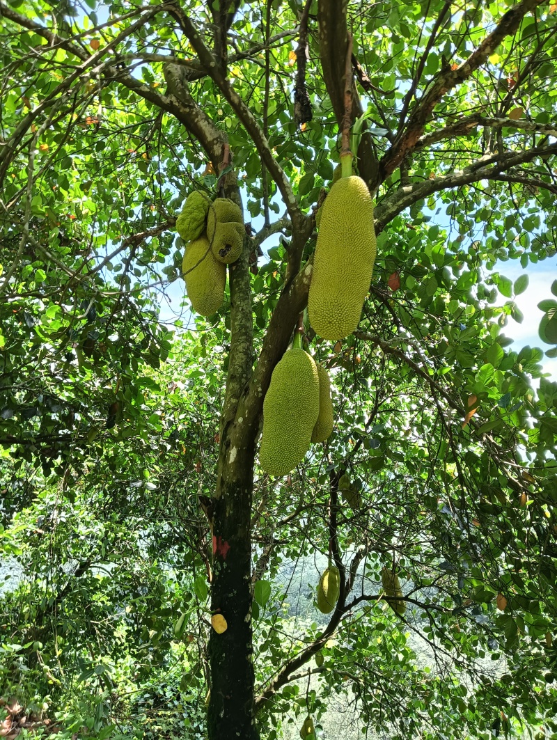 菠萝蜜