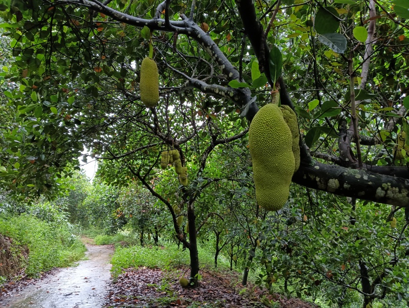 菠萝蜜