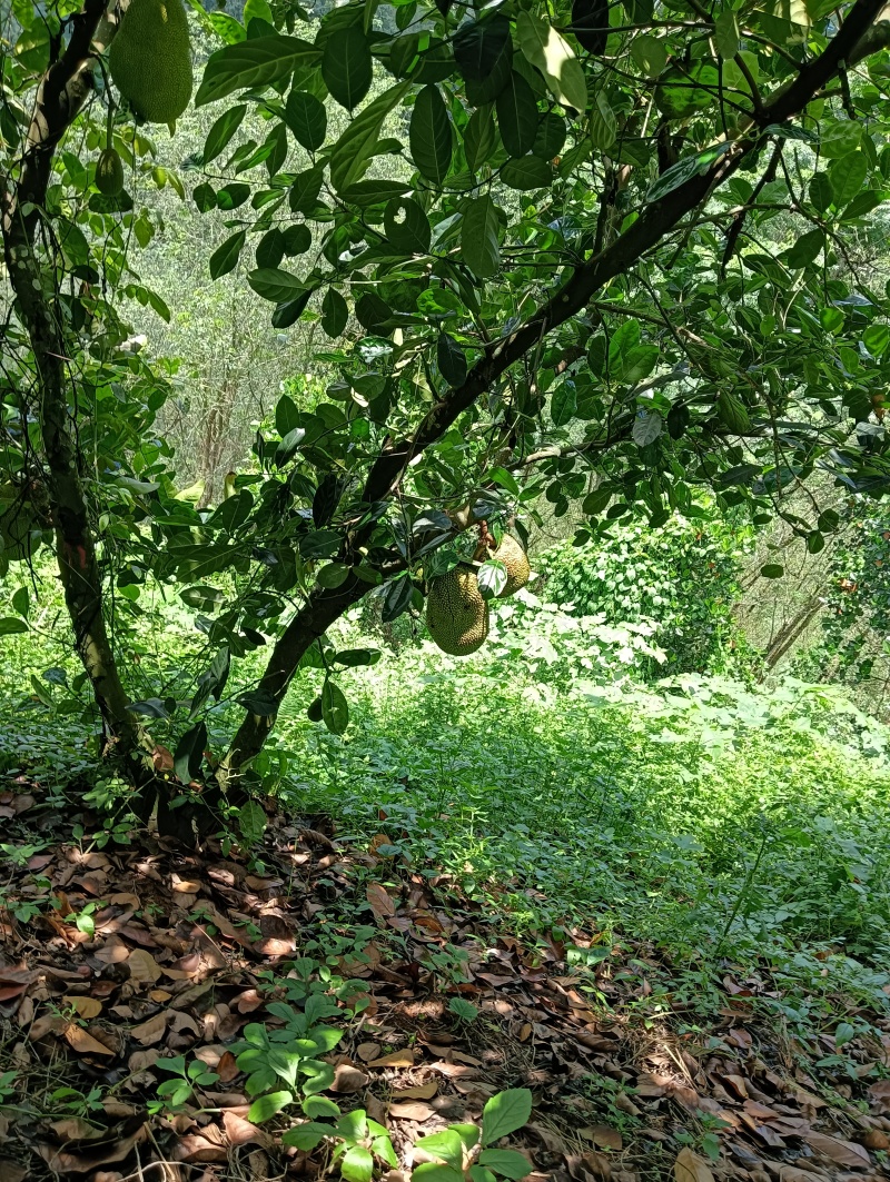 菠萝蜜