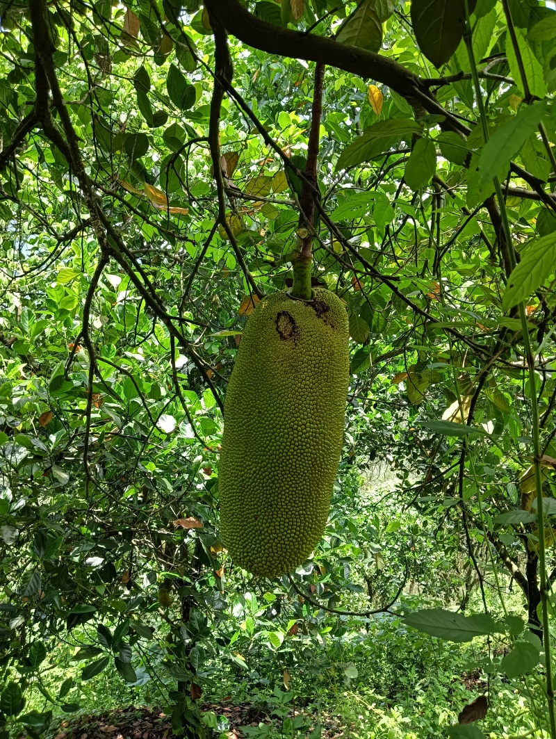 菠萝蜜