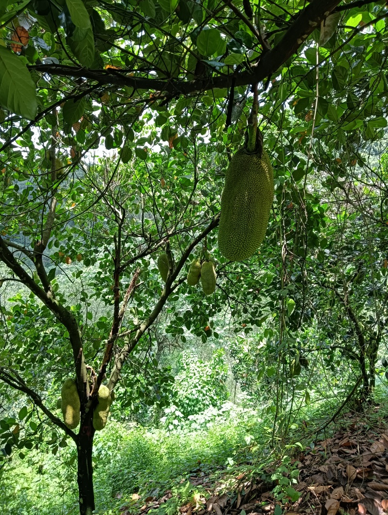 菠萝蜜