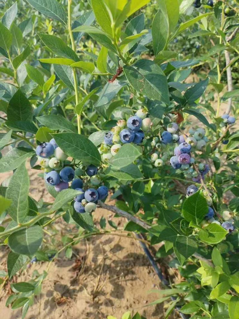 蓝莓