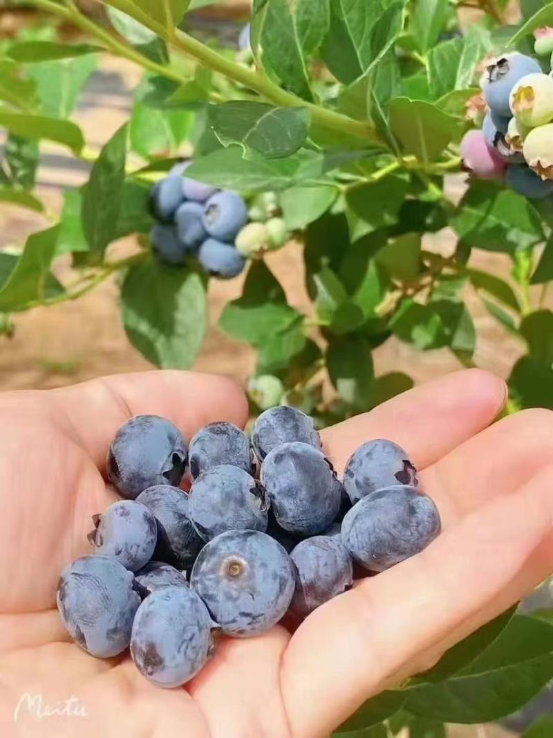 蓝莓