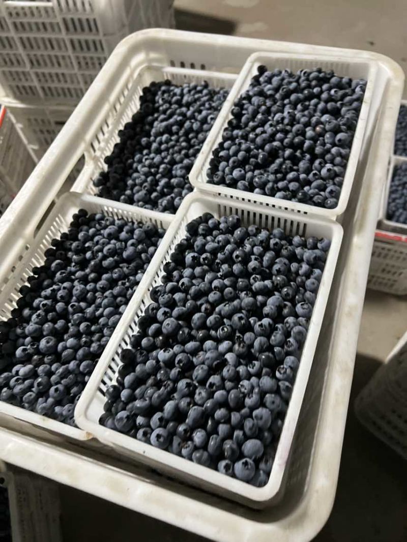 蓝莓