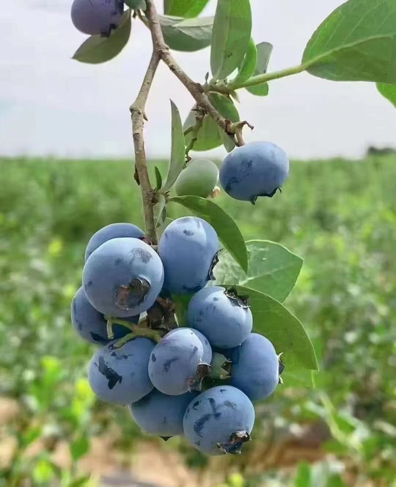 蓝莓