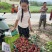 黑叶荔大量现货