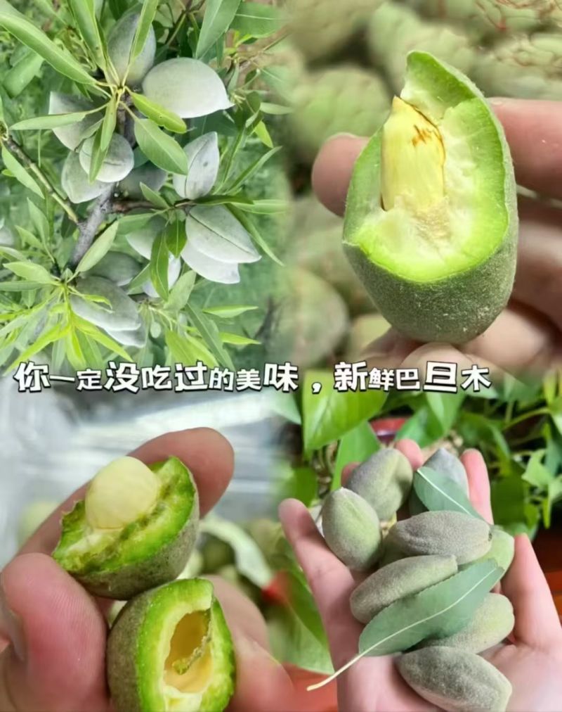 新疆美味鲜果巴达木