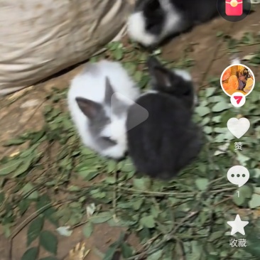 宠物兔