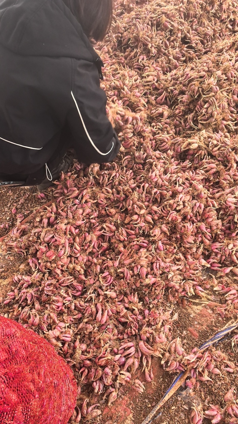 云南红葱头铁杆红葱头火葱葱头电商红葱头小葱头产地直发