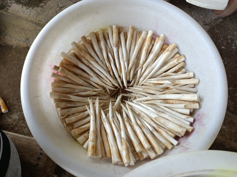 蒙自象牙菜