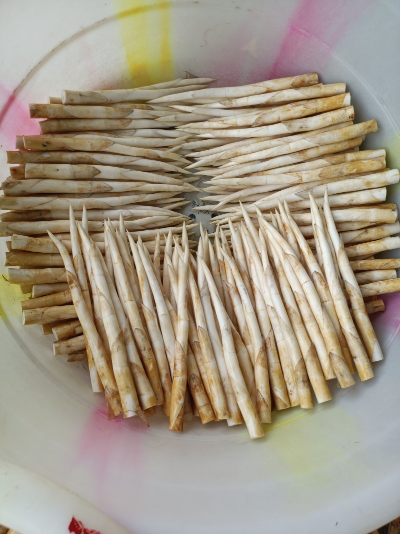 蒙自象牙菜