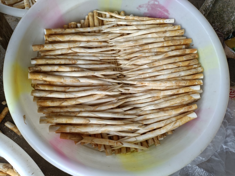 蒙自象牙菜