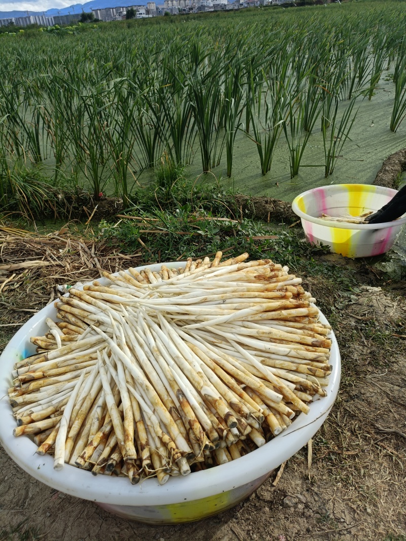蒙自象牙菜