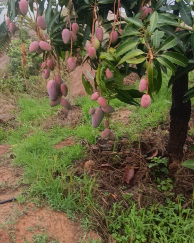 攀枝花贵妃芒果