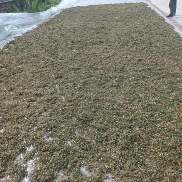 银露梅马上上市了，需要的客户请联系我！