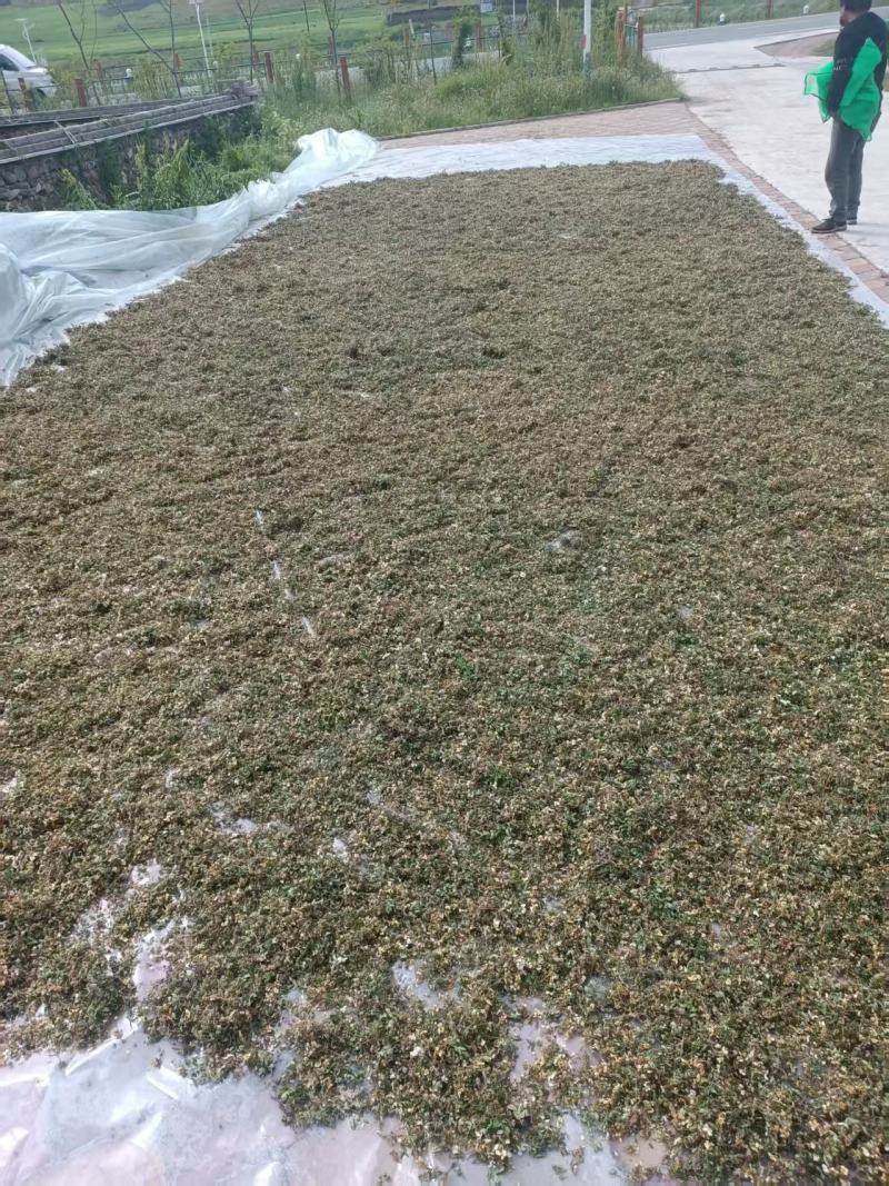 银露梅马上上市了，需要的客户请联系我！