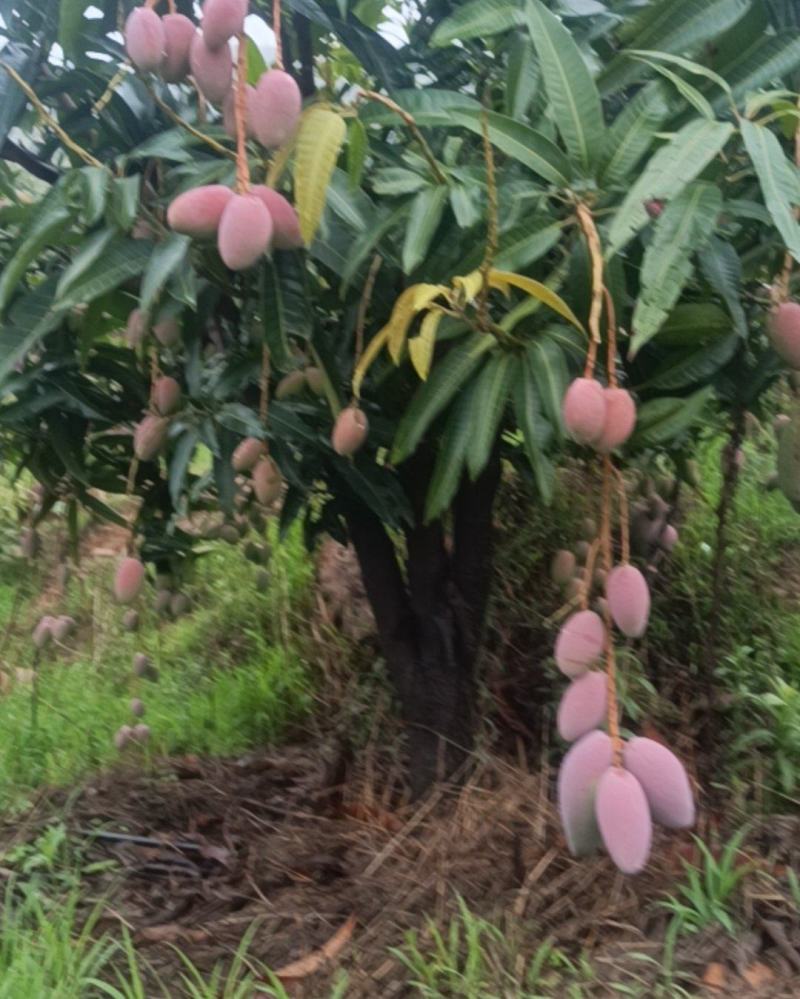 攀枝花贵妃芒果