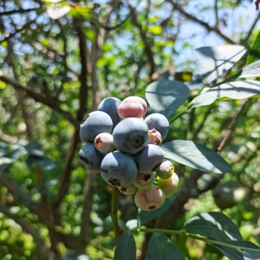 云南高山露天蓝莓