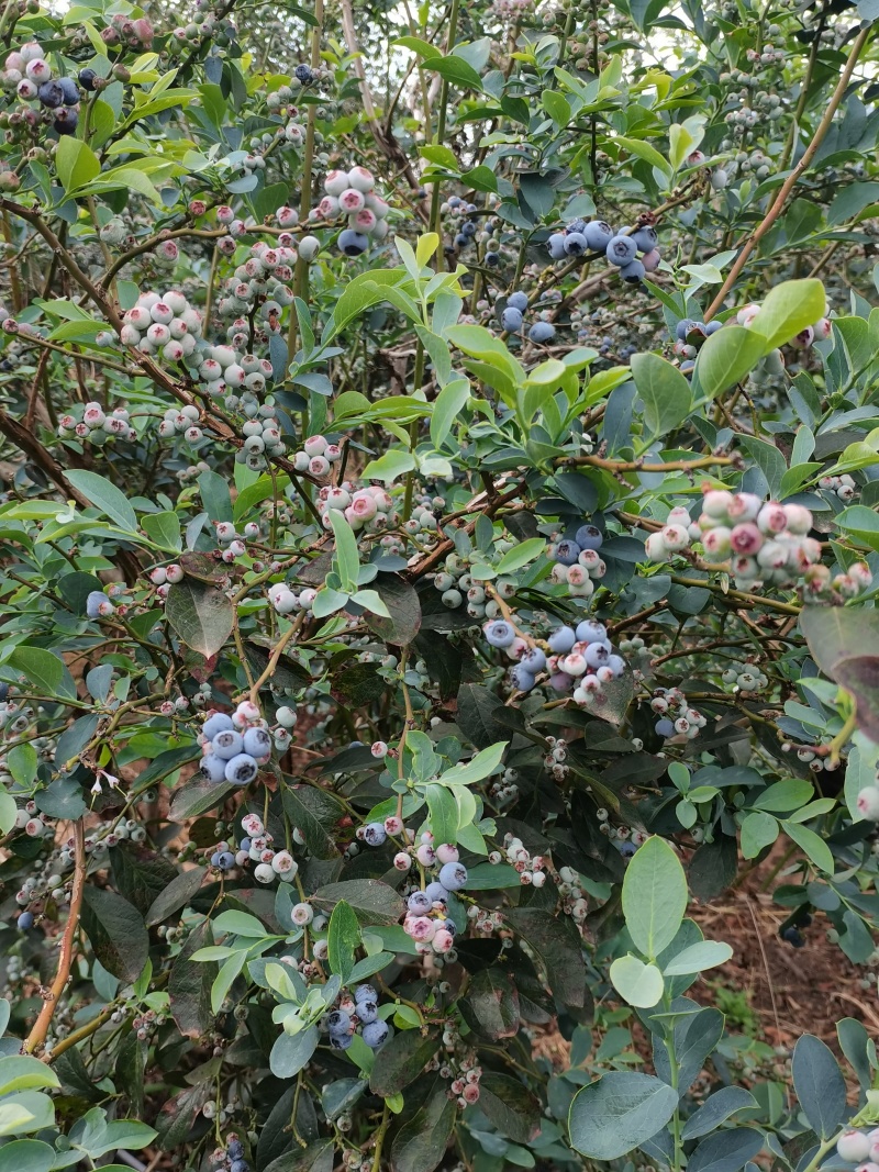 云南高山露天蓝莓