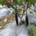 烧烤茄