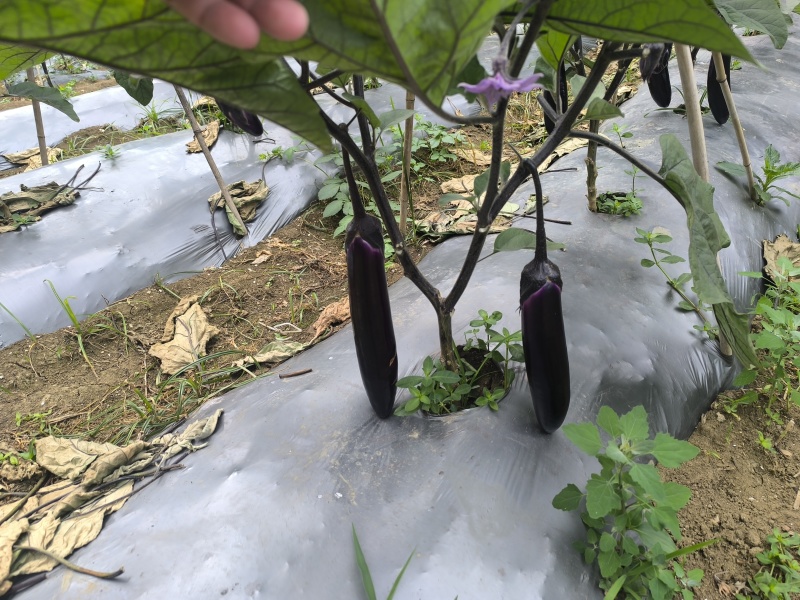 烧烤茄