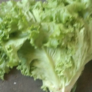生菜