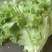生菜