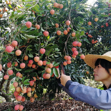 荔枝