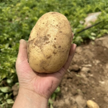 土豆，