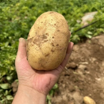 土豆