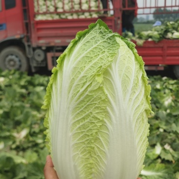 临夏金品黄大白菜