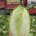 临夏金品黄大白菜
